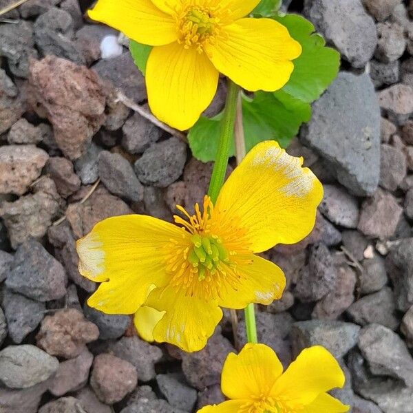 Caltha palustris Flower