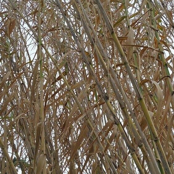 Arundo donax Hoja