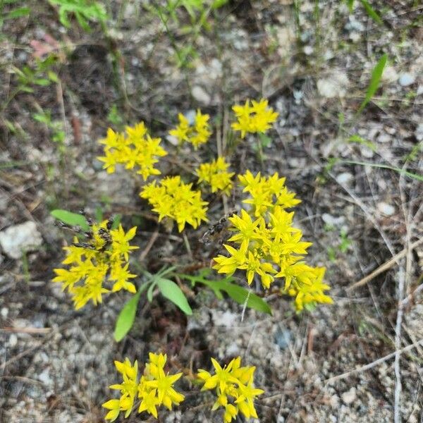 Sedum lanceolatum 花