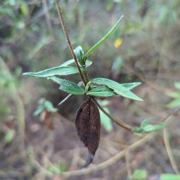 Aspilia mossambicensis Leaf