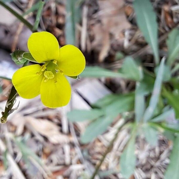 Diplotaxis muralis Blomma