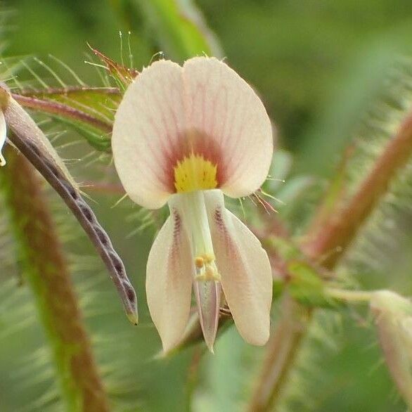 Aeschynomene americana Цвят