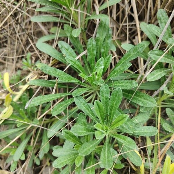 Alyssoides utriculata Leaf