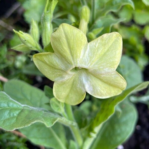 Nicotiana alata Blüte