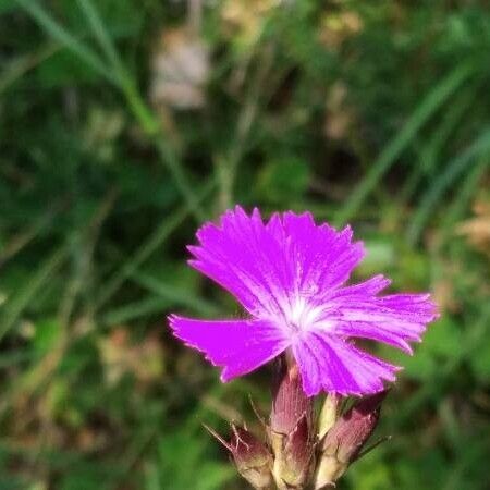 Dianthus carthusianorum Blomma