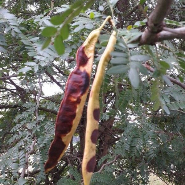 Gleditsia triacanthos 果実