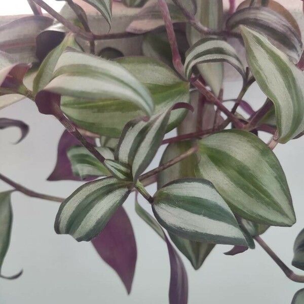 Tradescantia zebrina Leht