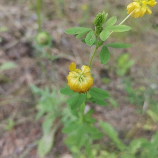 Trifolium aureum Květ