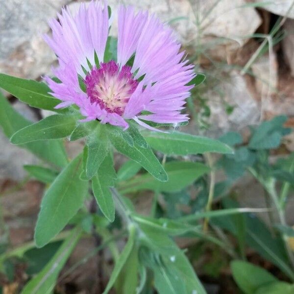 Centaurea pullata ᱵᱟᱦᱟ