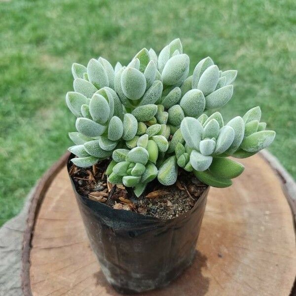 Crassula lanuginosa Habitus