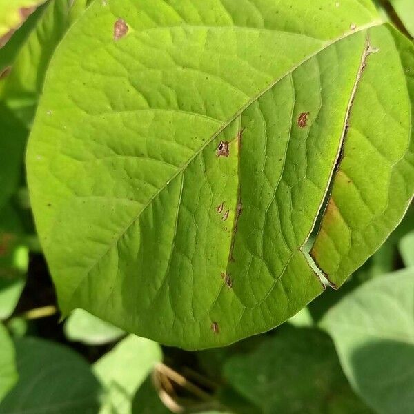 Reynoutria japonica Leaf