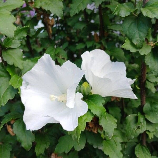 Hibiscus syriacus Blüte