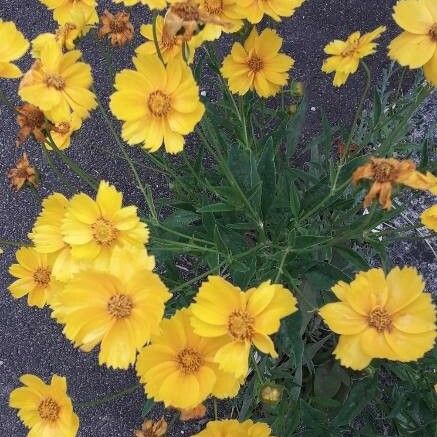 Coreopsis lanceolata Flower