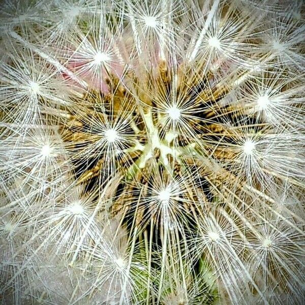 Taraxacum campylodes Flower