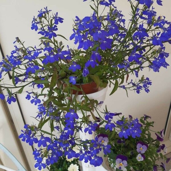 Lobelia erinus Blomma