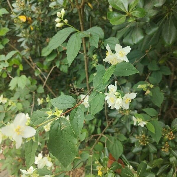 Philadelphus lewisii Flor