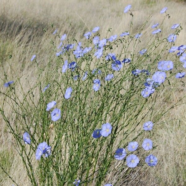 Linum lewisii Hábito