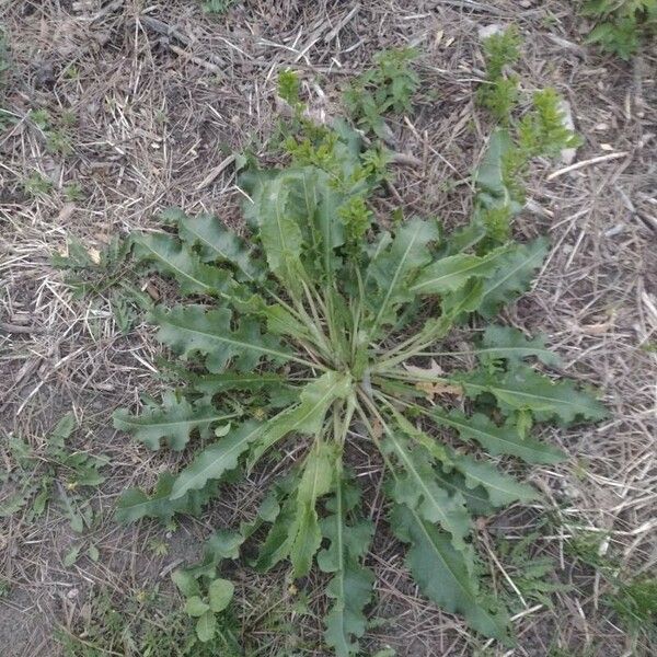 Rumex crispus Hábito