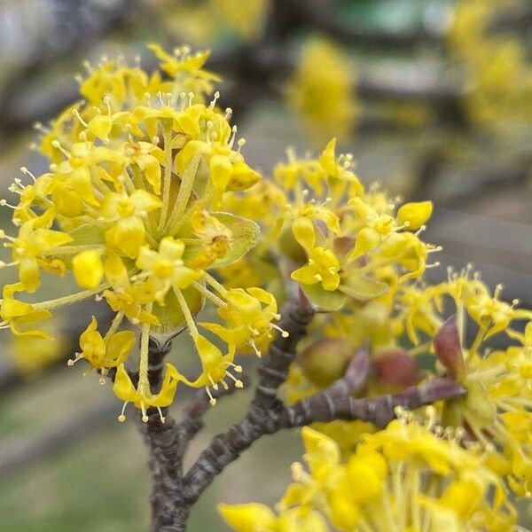 Cornus mas Flower