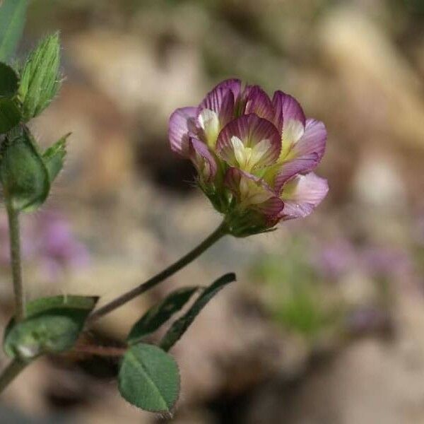 Trifolium grandiflorum Кветка