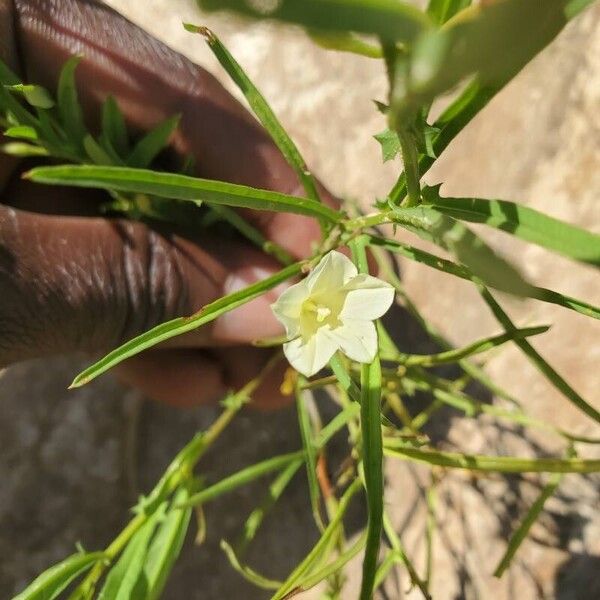 Xenostegia tridentata Blomst