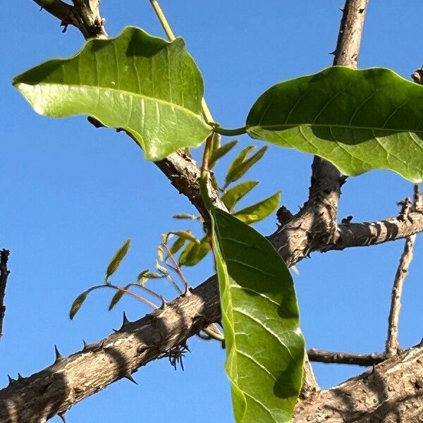 Erythrina falcata Leaf