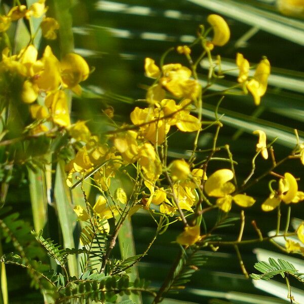 Senna multijuga Flower