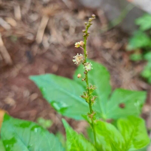 Astraea lobata Flor