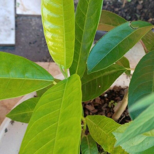 Ficus maxima Leaf