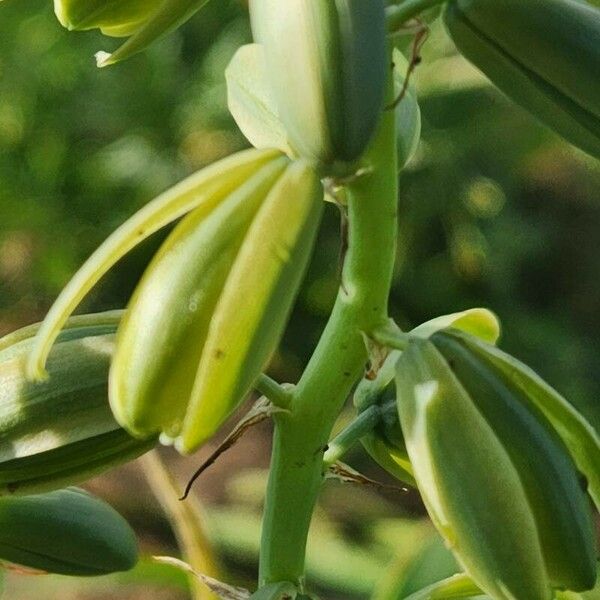 Albuca abyssinica Λουλούδι