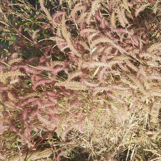 Pennisetum pedicellatum Õis