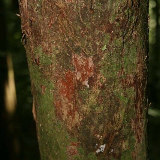 Couratari oblongifolia Кара