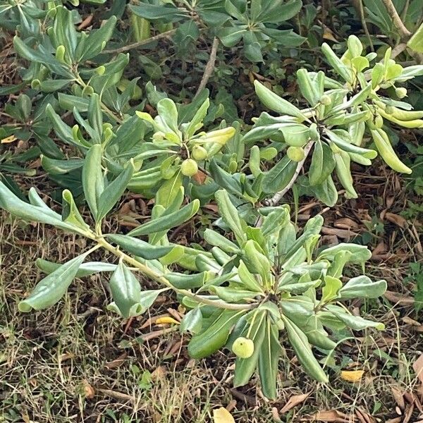 Pittosporum heterophyllum Blatt