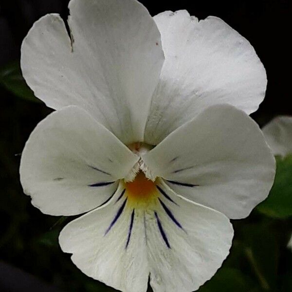 Viola crassiuscula Flower