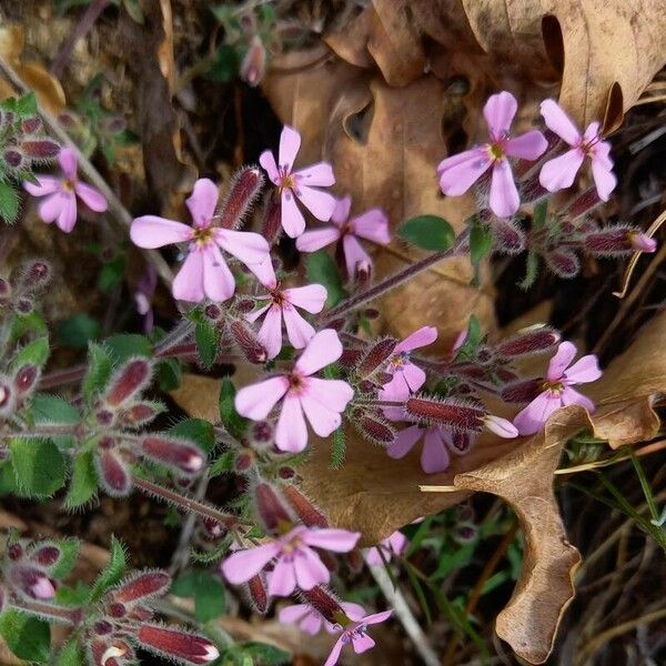 Saponaria ocymoides फूल