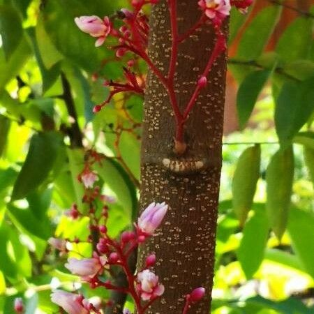 Averrhoa carambola Coajă