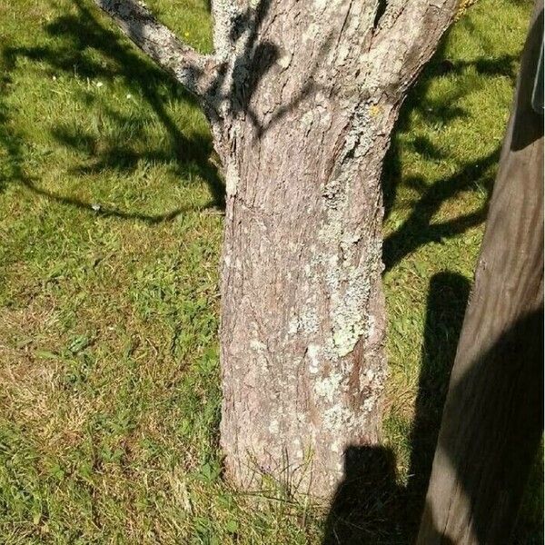 Cercidiphyllum japonicum Bark