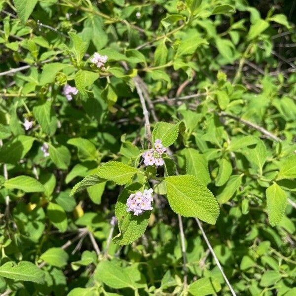 Lantana involucrata Kvet