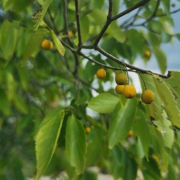 Celtis africana Fruit