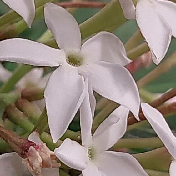 Acokanthera oppositifolia Kwiat