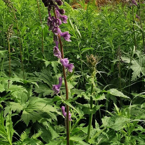 Aconitum septentrionale Flower