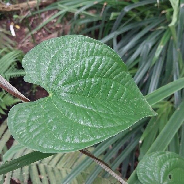 Dioscorea bulbifera Blatt