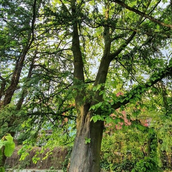 Carpinus betulus Habitat