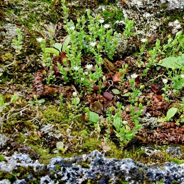 Arenaria serpyllifolia Habit