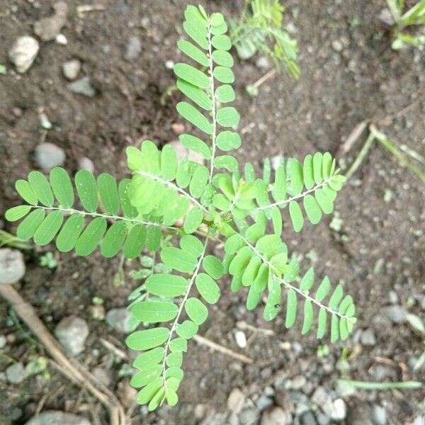 Phyllanthus amarus Lehti