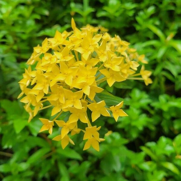 Ixora chinensis Flower