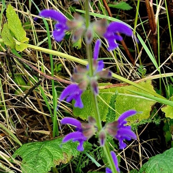 Salvia × sylvestris Кветка