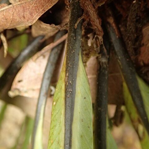 Asplenium africanum その他の提案