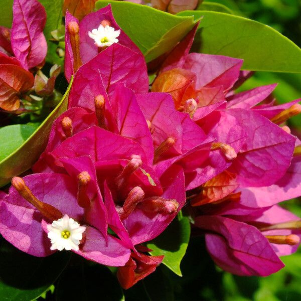 Bougainvillea glabra Floro