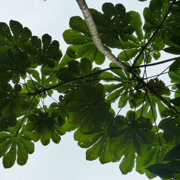 Cecropia peltata Lapas